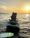 Sunset Cap Ferret - 2H